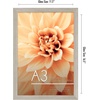 image:imageAmericanflat A4 Picture Frame with ShatterResistant Glass  83x117 Frame with Engineered Wood  Signature Collection  A4 Frames for Tabletop and Wall Display  BlackDriftwood
