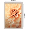 image:imageAmericanflat A4 Picture Frame with ShatterResistant Glass  83x117 Frame with Engineered Wood  Signature Collection  A4 Frames for Tabletop and Wall Display  BlackLight Wood