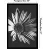 image:imageAmericanflat 20x30 Poster Frame  White Engineered Wood with Polished Plexiglass  Wide Picture Frame for Vertical or Horizontal Wall Display  Epic Collection  White  Polished plexiglass front hangs vertical or horizontal sawtooth hangers included fits photos posters and artBlack