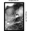 image:imageAmericanflat 20x30 Poster Frame  White Engineered Wood with Polished Plexiglass  Wide Picture Frame for Vertical or Horizontal Wall Display  Epic Collection  White  Polished plexiglass front hangs vertical or horizontal sawtooth hangers included fits photos posters and artBlack